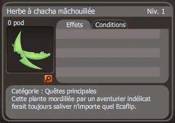 herbe à chacha mâchouillée