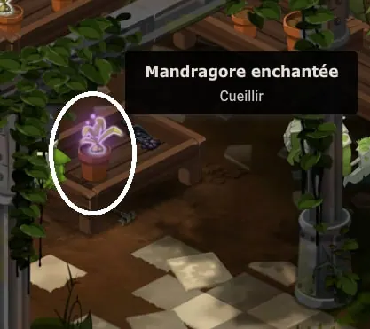 quête Par l'héritage qui vous lie dofus