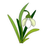 Perce-Neige