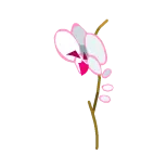 Orchidée Freyesque