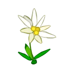 Edelweiss