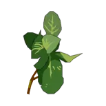 Menthe Sauvage